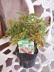 ハゼの木　2.5号ポット古くから日本で親しまれてきた紅葉の美しい植物です！ハゼノキ　2.5号ポット　櫨の木　黄櫨の木リュウキュウハゼ　ロウノキ　トウハゼ　ナツハゼ　ハゼ