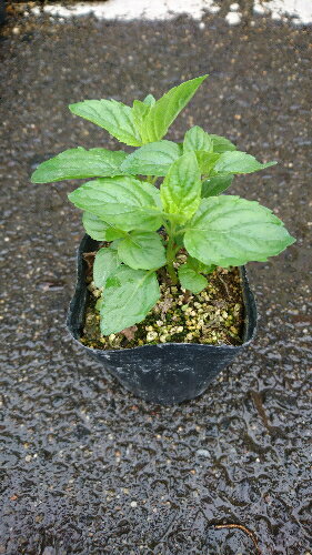 【ハーブ】キューバミント【イエルバブエナ】自宅で本格派カクテルづくり！本場のモヒートを♪モヒートの本場、キューバでは、このハーブを使用していますキューバミント【イエルバブエナ】　3号ポット　【ミドリハッカ】【ミント】のサムネイル