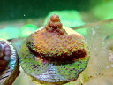 新入荷！ 【Austraria CE】 オーストラリア産 コモンサンゴ Frag Monti Stellata purpleポリプ珍しいです♪【フラグ】 珊瑚 さんご SPS