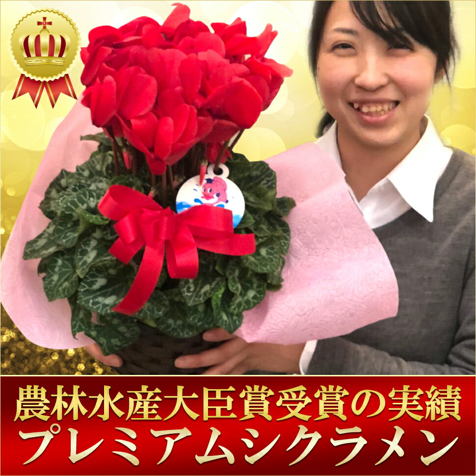 お歳暮 プレゼント 11月中旬より出荷開始予定農林水産省鉢花部門受賞！！お歳暮大好評♪品質・ボリュームに自信あり！スピード対応いたします。冬の花の代表！！ギフトに喜ばれる一品です♪プレミアムシクラメン　根本園芸　お歳暮　御歳暮