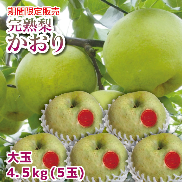栃木のおいしい完熟梨 かおり 大玉 5玉 約4.5kg 【ご予約商品 9月30日頃より順時発送】 ｜ 栃木県産品 宇都宮市 人気商品 完熟 梨 なし かおり 和梨 旬の果物 フルーツ 国産 産地直送 産直 期間限 FN027のサムネイル