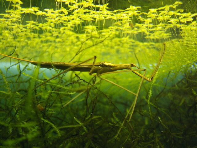 �ߥ����ޥ���ʿ奫�ޥ����