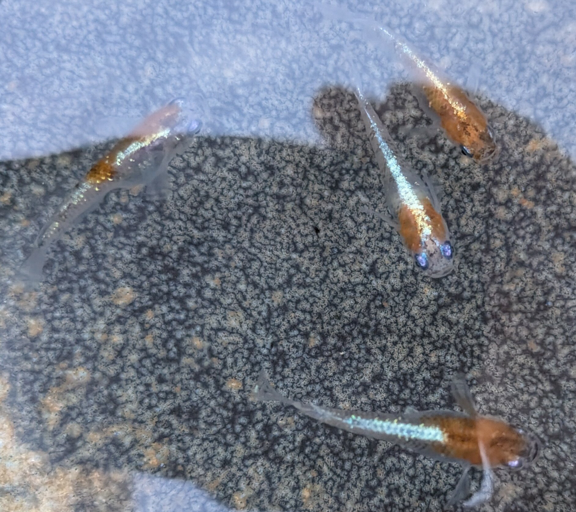 ■三色体外光メダカ