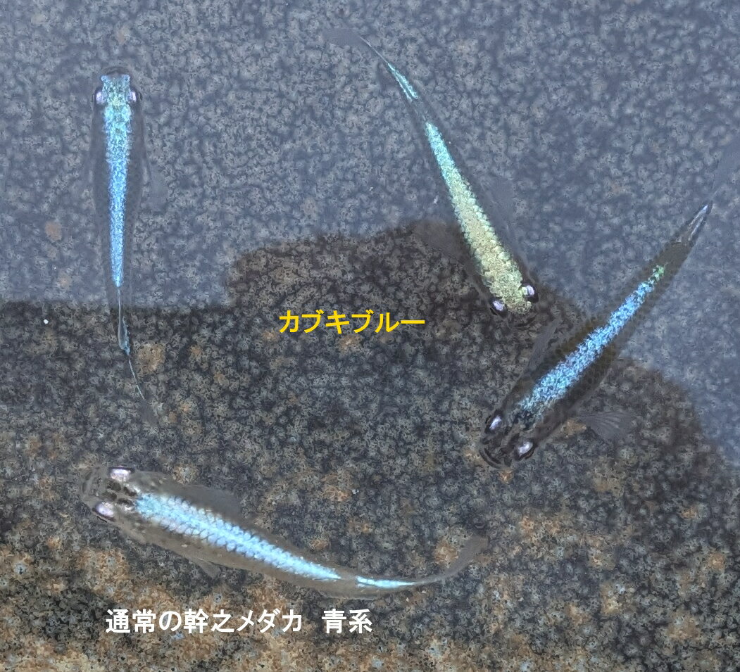 ■【カブキブルー】幹之メダカ カブキブルーの紹介画像2