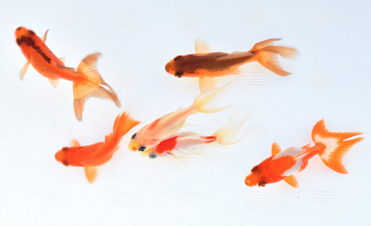 すくい金魚（三ツ尾）　5匹～500匹まで販売中