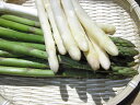 【送料無料(一部地域除く)】北海道アスパラ2色セット(グリ−ン500g+ホワイト500g)