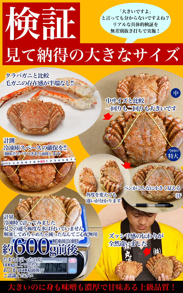 毛ガニ特大600gオーバー3尾[一級品堅][お徳用][毛がにカニ姿かに味噌][送料無料]