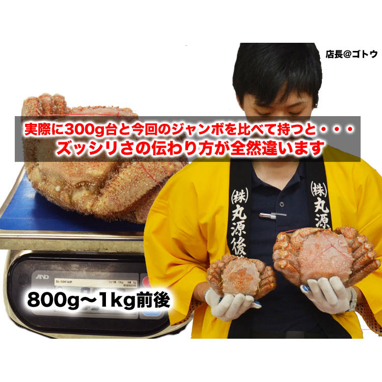 北海道産　ジャンボ超特大　毛ガニ　800g前後　一級品堅プレミアム