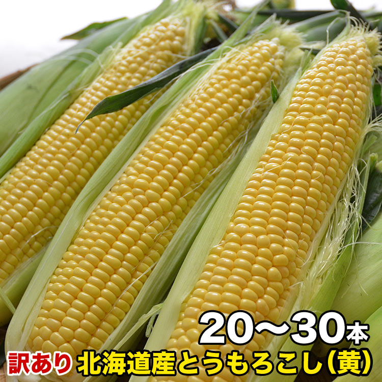 とうもろこし 黄粒　訳あり 20～30前後　［北海道産 とうきび わけあり 訳有］ 【お届け日指定不可無効】 【2024年8…