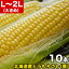 とうもろこし 黄粒 L～2L×10本 ［北海道産 とうきび］ 【お届け日指定不可無効】 【2024年8月下旬前後頃よりご注文順に発送】