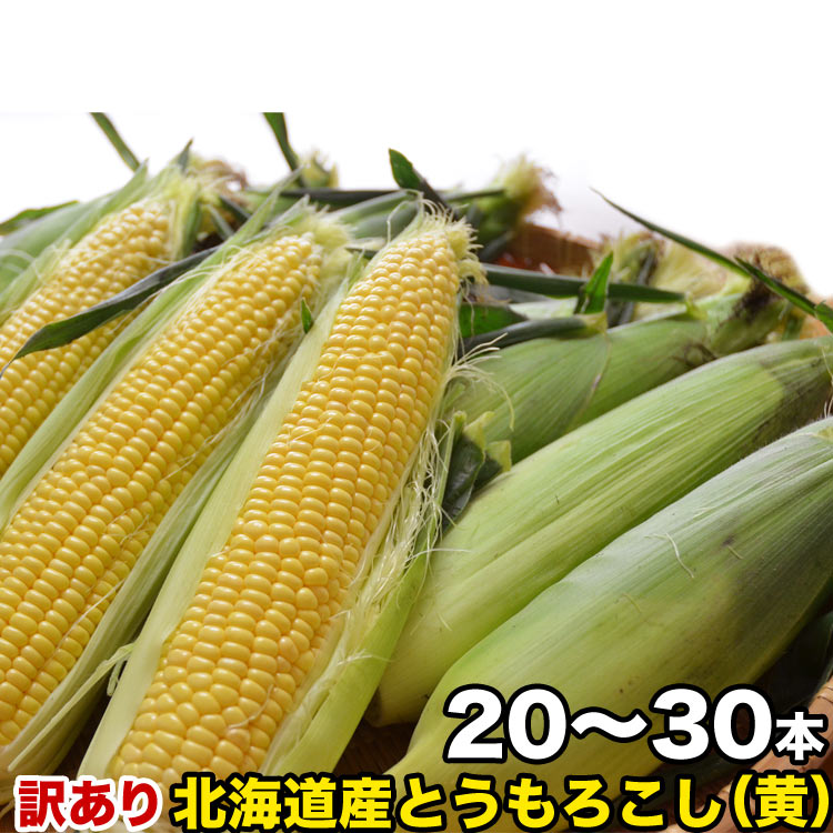 とうもろこし 黄粒　訳あり 20～30前後　［北海道産 とうきび わけあり 訳有］ 【お届け日指定不可無効】 【2023年8月下旬前後頃よりご注文順に発送】