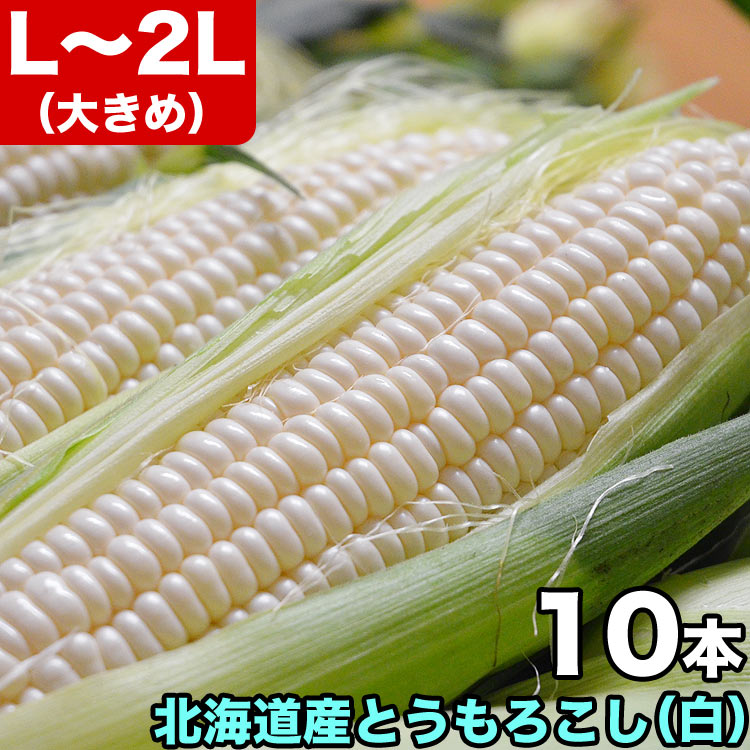 とうもろこし 白粒 L～2L×10本 ［北海道産 とうきび］ 【お届け日指定不可無効】 【2024年8月下旬前後..