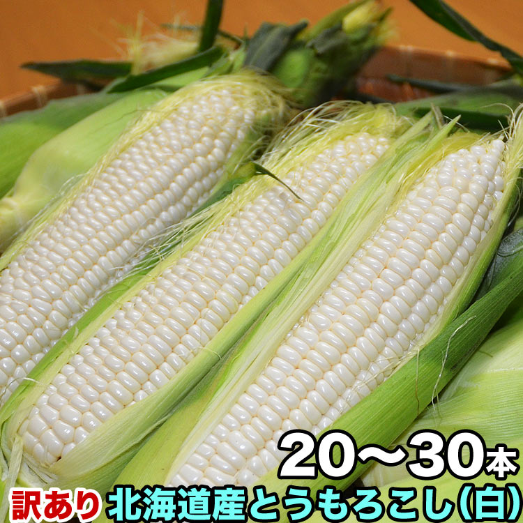 とうもろこし 白粒　訳あり 20～30前後　［北海道産 とうきび わけあり 訳有］ 【お届け日指定不可無効】 【2024年8…