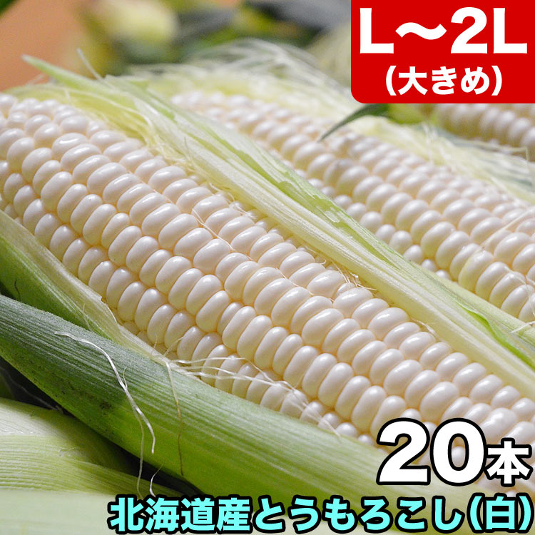 【2025年収穫予約】とうもろこし 白粒 L～2L×20本 ［北海道産 とうきび］ 【お届け日指定不可無効】 【2025年8月下旬前後頃よりご注文順に発送】