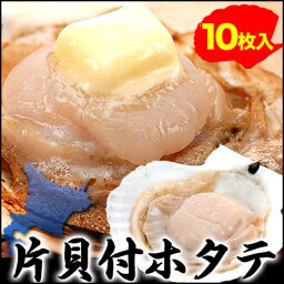 【北海道産】片貝付きホタテ10枚(約450g?600g前後)面倒なウロを除去済み！BBQや自宅でバター焼き(北海道の荒波の中育った身がしまった舌にとろける甘さと歯ごたえ)[ほたて/帆立](冷凍)