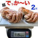【年末指定OK】【超早割】毛ガニ 超特大 800g前後×2尾...
