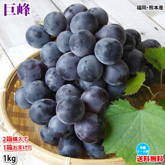 ぶどう 巨峰 1kg バラ・房混合 福岡・熊本県産 2箱購入で1箱おまけ 〈クール便でお届け〉きょほう 葡萄 黒ぶどう 藤稔 ピオーネのサムネイル