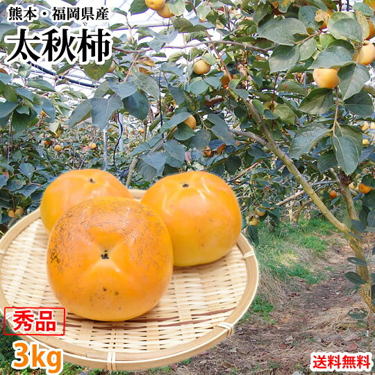 名称 太秋柿 産地 熊本・福岡県産 内容量 秀品3kg 8〜14玉入り 送料 下記地域は別途送料を頂いております。 ※東北300円・北海道500円・沖縄離島1,000円別途送料が掛かります。 予めご了承くださいませ。 出荷時期 10月下旬～11月上旬頃より順次出荷致します。（店舗休業日は発送されません） 保存方法 お手元に届きましたら、冷暗所にて保存してください。 配送方法 佐川急便・ヤマト運輸でお届けさせていただきます。 ※配送会社の指定は出来ません。 同梱について ※同梱可能商品との同梱配送を希望される場合、送料無料特典のある商品との同梱の場合は送料無料となります。 到着日・時間帯指定について 到着日時の指定は出来ません。予めご了承下さいませ。 お支払い方法 ■クレジットカード（手数料無料） ■銀行振込（前払入金／手数料：お客様ご負担） ■楽天バンク決済（前払入金／手数料：3万未満⇒155円・3万以上⇒257円） 納品書等の同封について 当店では、資源保護の観点から、納品書、請求書、 領収書の同封は行っておりません。 ※納品書等をご希望の方は、お手数ですがご注文時に備考欄にご記入くださいませ。 不正注文時のキャンセルについて 不正購入と判断した場合にはご注文を取り消しさせて頂く可能性がございます。