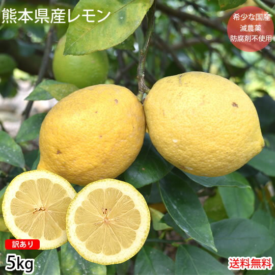 レモン 訳あり 国産レモン 送料無料 5kg 熊本県産 減農薬 防腐剤ワックス不使用 れもん グリーンレモン 国産