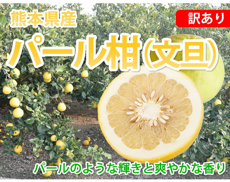 パール柑 8kg 文旦 みかん 送料無料 訳あり S〜2Lサイズ混合 熊本県産 グレープフルーツ 蜜柑 ミカン