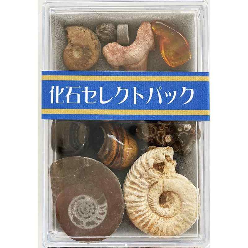 12 쥯ȥѥå 襫֥ꥢ鿷β12