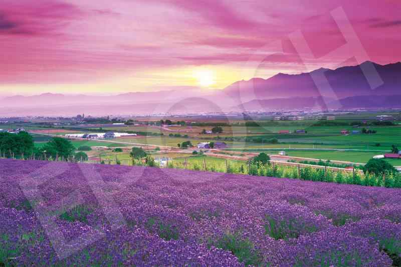 エポック社 1000ピース ジグソーパズル ラベンダー色の富良野-北海道 (50x75cm) 09-052s のり付き ヘラ..