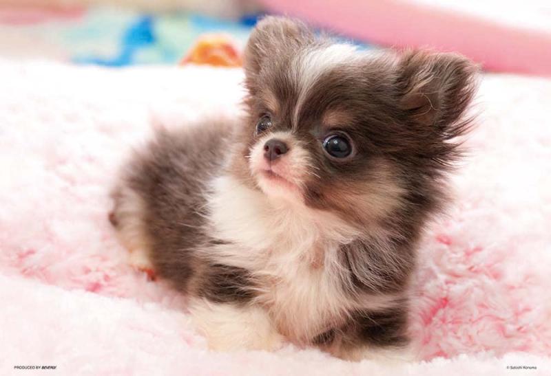 ビバリー(BEVERLY) 【日本製】ビバリー 300ピースジグソーパズル チワワなボク(26×38cm)300-008思わず抱きしめたくなるキュートな表情にメロメロ♥(C)Satoshi Konuma