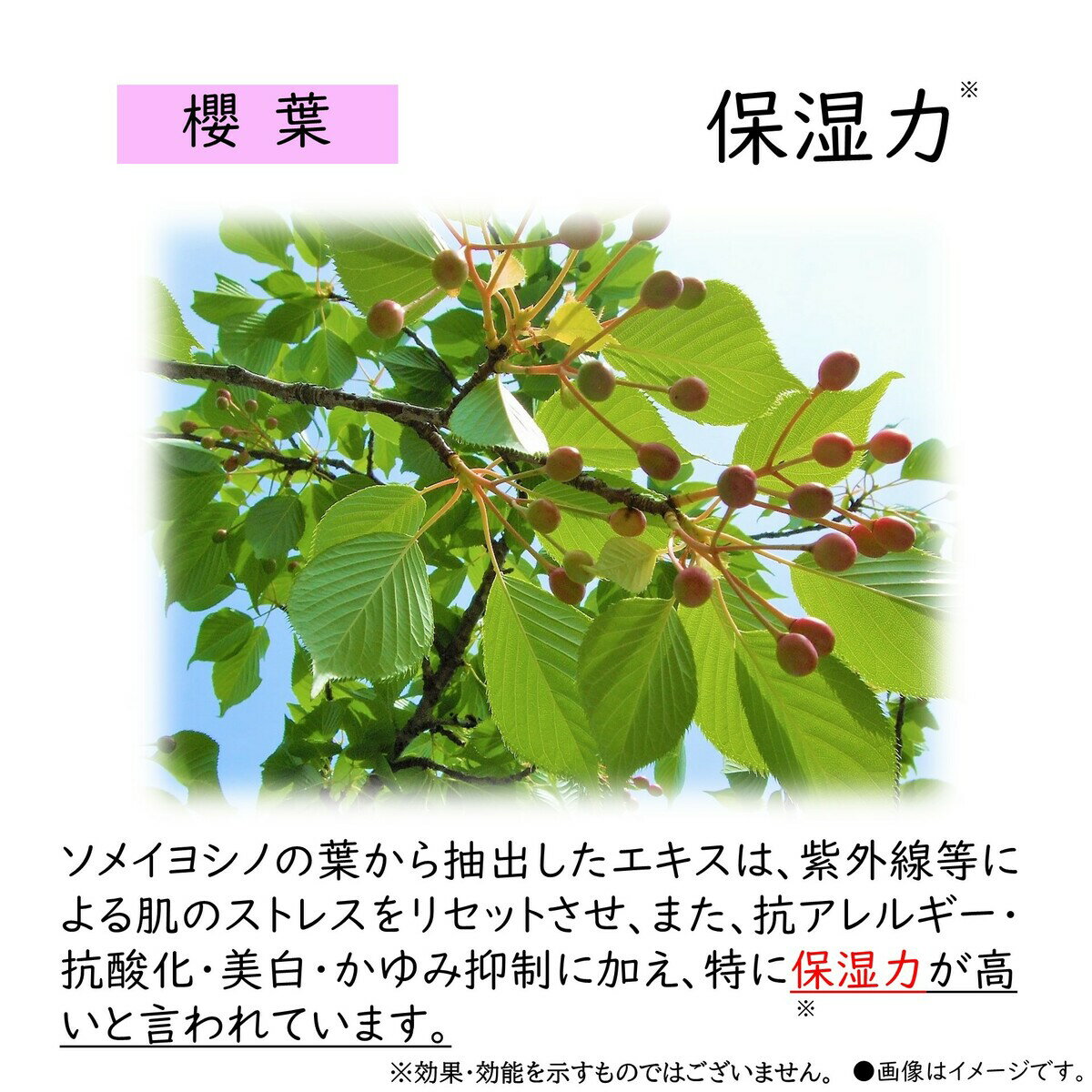 ��ݯ�աۡ��ݼ��ϡ� �ʥ����륽���ס����꡼�ߡ��⥤�����㡼 �������и� ���� �䤵���� �����夬�� �ݼ� �� ��� ���äȤ� �ݼ��� ���ᥤ�襷���ե����� ��ȩ ���� �¿� ���� �ڤ��� ���� ����Ϥ ˭����ˢΩ�� �����ʻ��� ���� ���ä��� ���å���