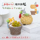 鉢 小型 ミニチュア 植木鉢 多肉植物 寄せ植え フラワーポット ガーデンポット サボテン プランター 箱庭 ガーデン 誕生日 贈り物 かわいい プレゼント