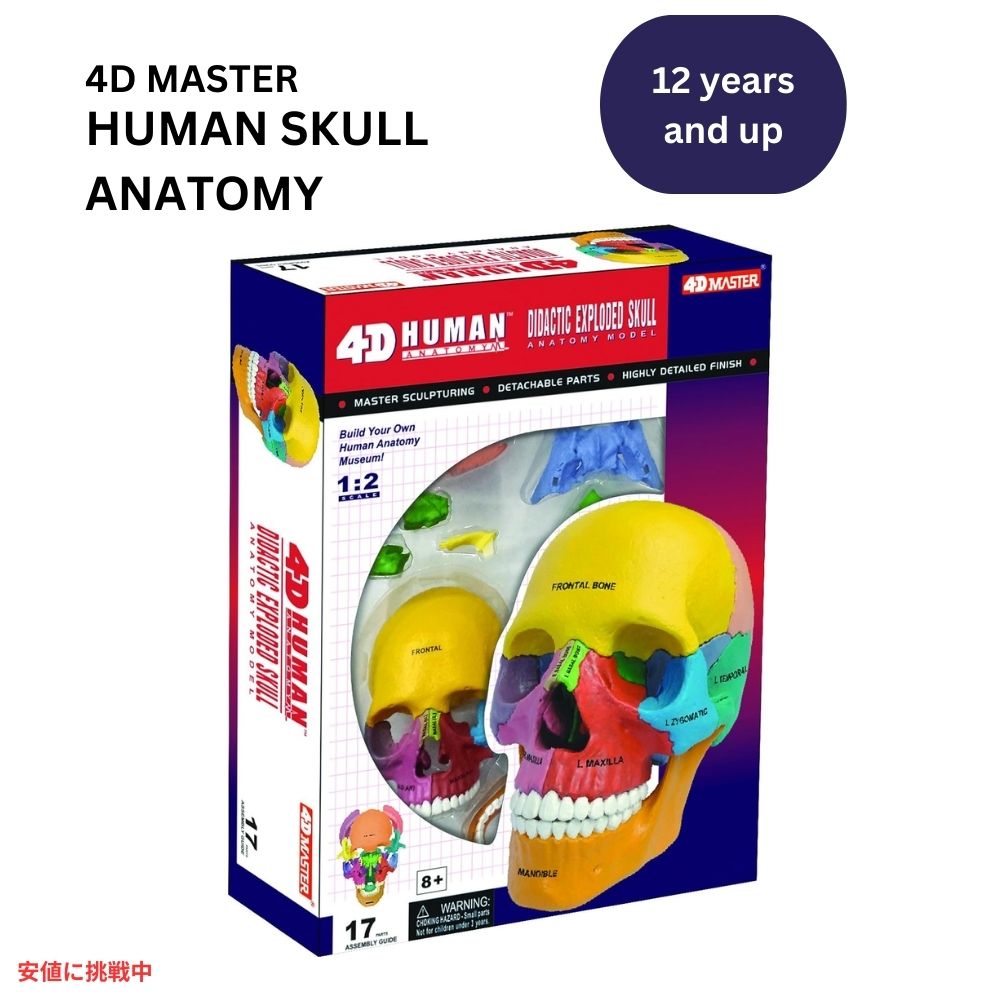 4Dビジョン 解剖学 ダイダクティック 解剖模型 スカルモデル 4D Anatomy Model Didactic Exploded Skull