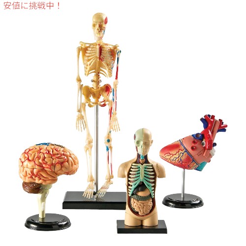 Learning Resources ラーニング リソース 4D 解剖模型 バンドル セット Anatomy Models Bundle Set