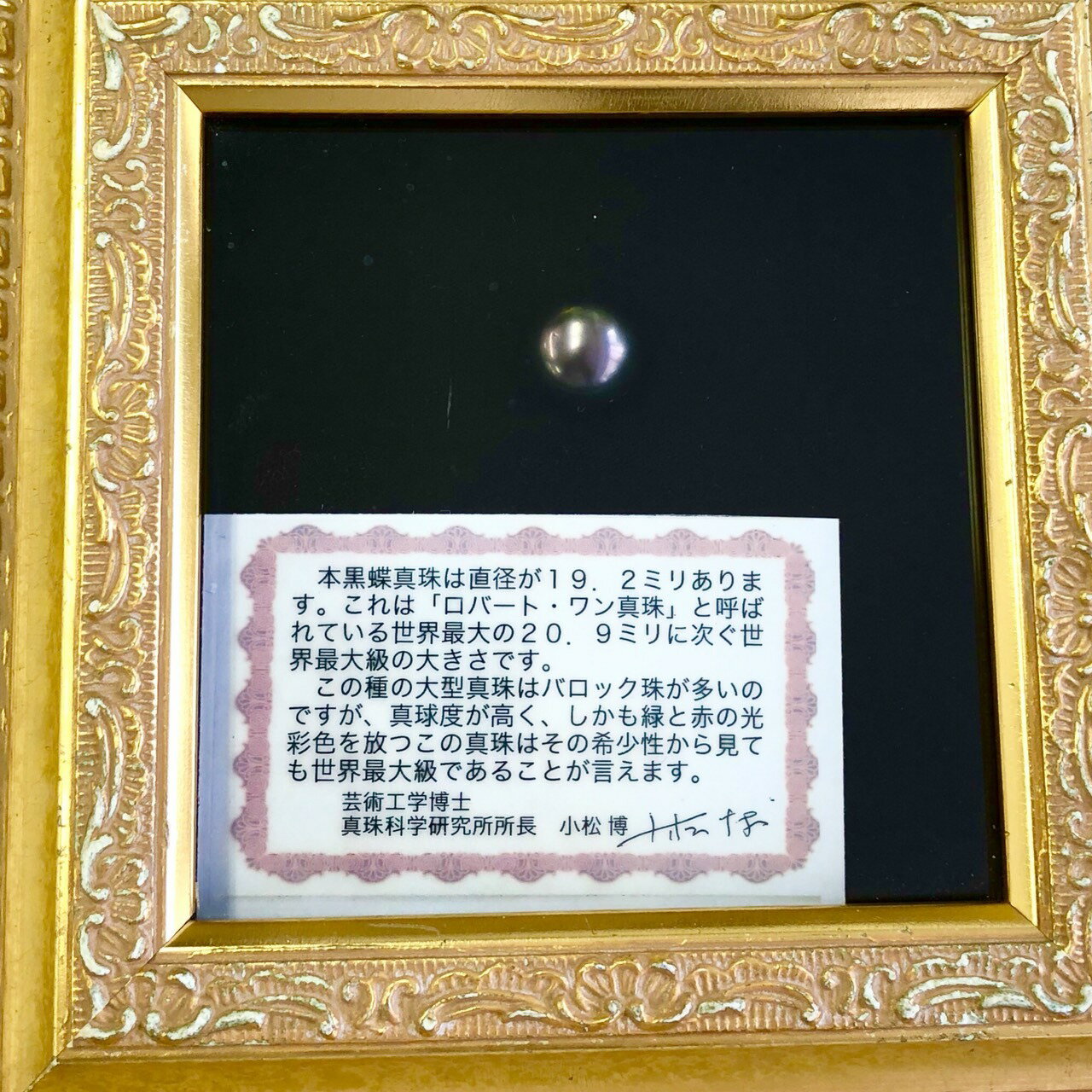 【鑑別書付】世界最大級 本黒蝶真珠 パール 19mm