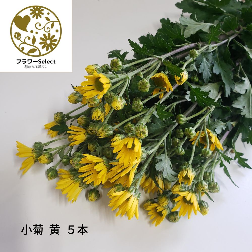 小菊 黄 5本 生花 お供え お仏壇 法事 七日法要 お葬式 お通夜 仏花 ぶっか 和花 花 はな ハナ
