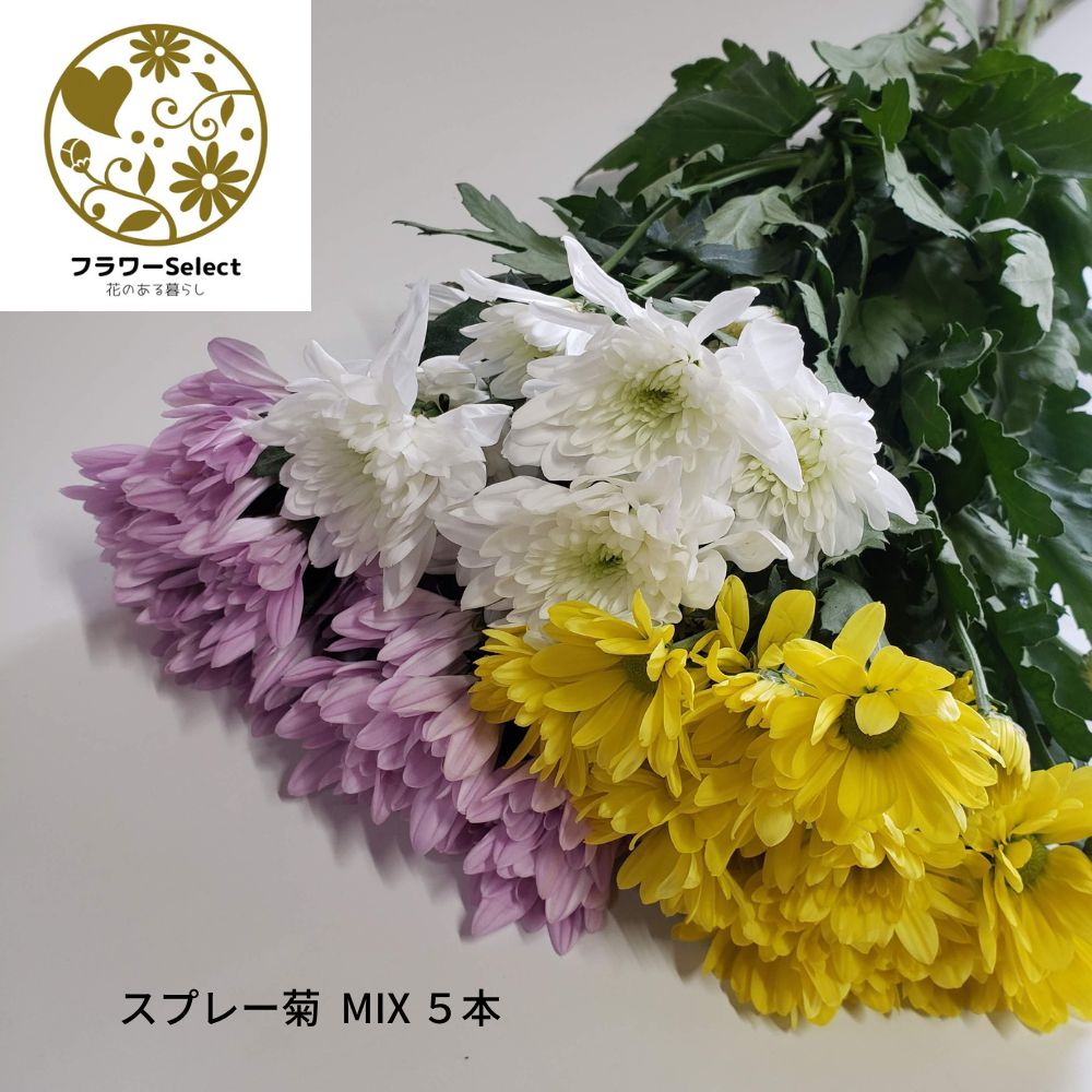 スプレー菊 ベトナム産 MIX 5本 生花 お供え お仏壇 法事 七日法要 お葬式 お通夜 仏花 ぶっか 和花 花..