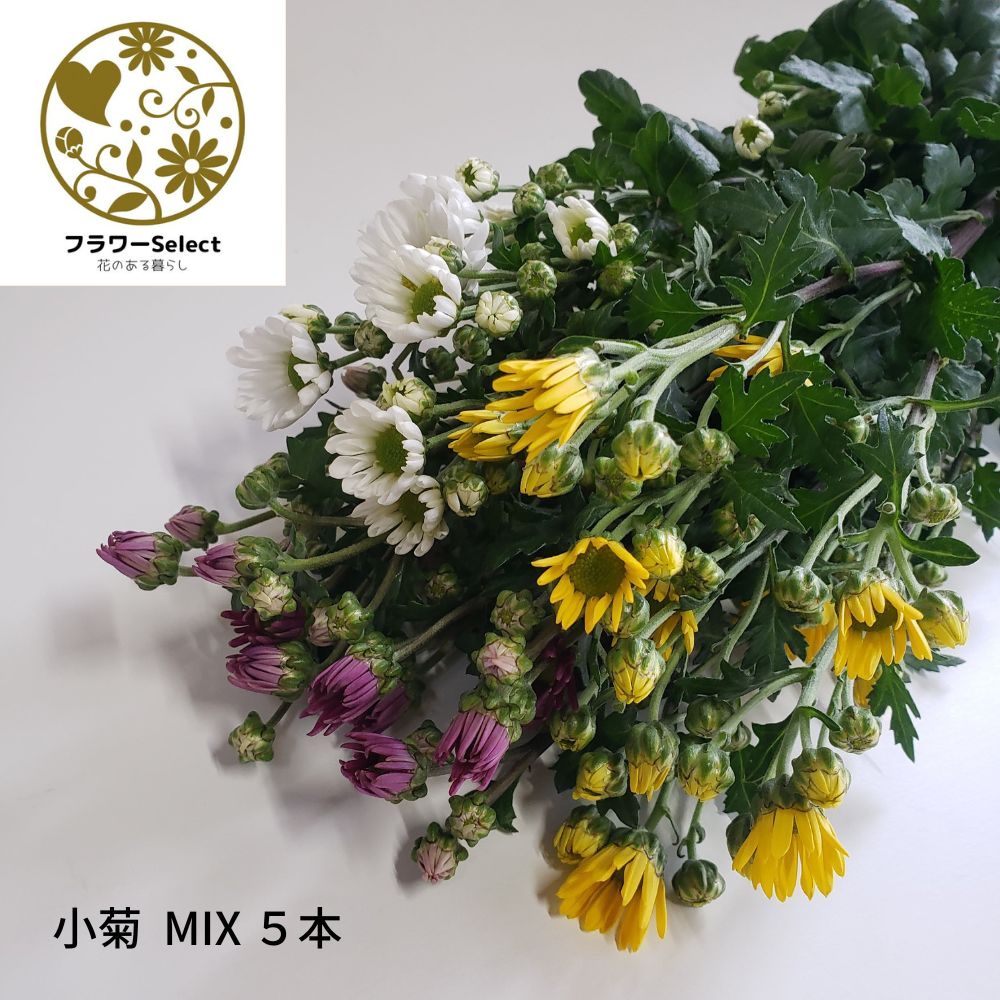 小菊 MIX 5本 生花 お供え お仏壇 法事 七日法要 お葬式 お通夜 仏花 ぶっか 和花 花 はな ハナ