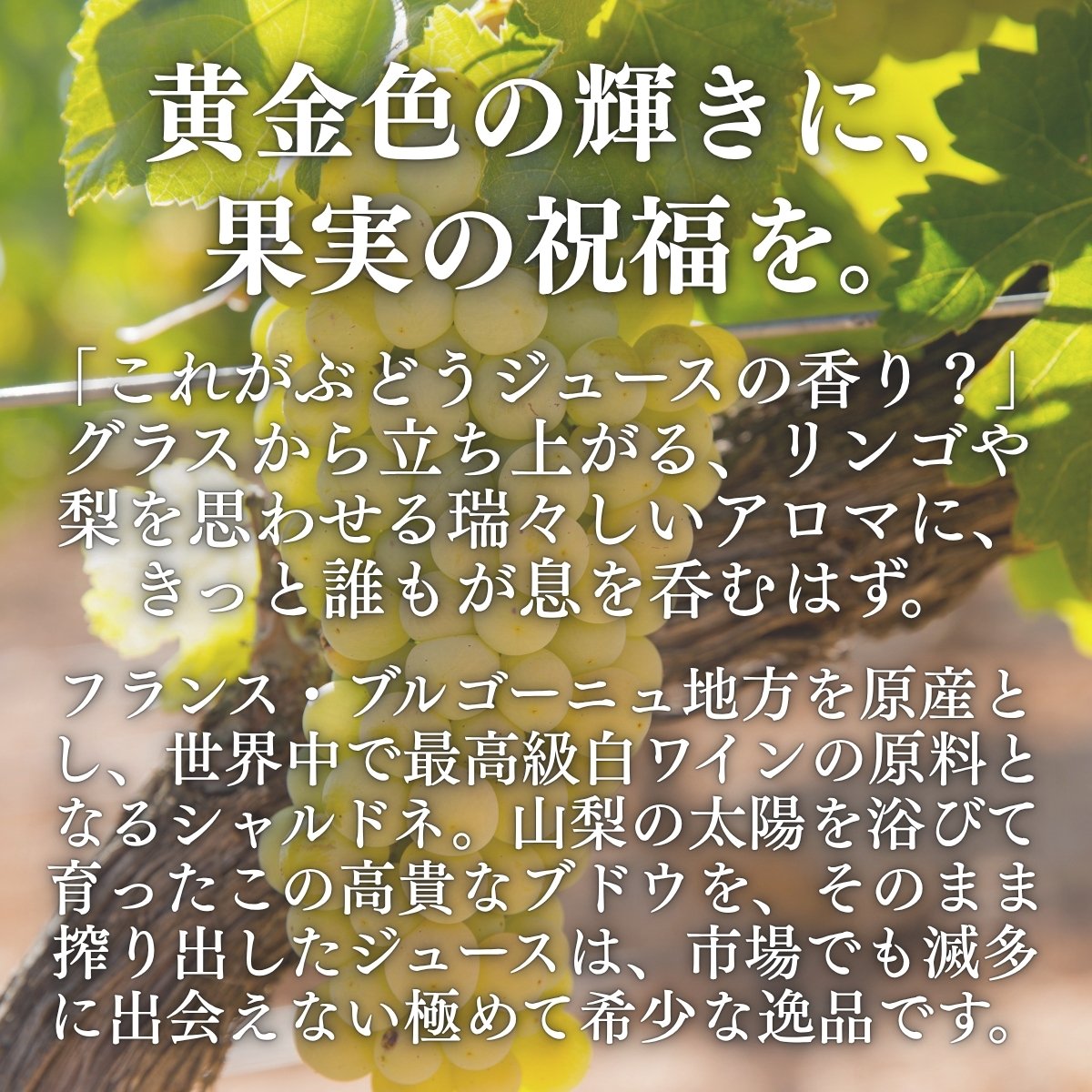 山梨産ストレート葡萄ジュース「Pj珠」シャルドネ720ml　果汁100% ぶどう ブドウ グレープジュース 無添加 フルーツ 果物 高級ジュース 瓶 国産 山梨 お取り寄せ ギフト プレゼント 贈り物 御礼 内祝い 誕生日 パーティ 外国品種 お祝い 敬老の日 frarefoodfactory-10000007 ぶどうジュース工房フレアフード サンプル画像2