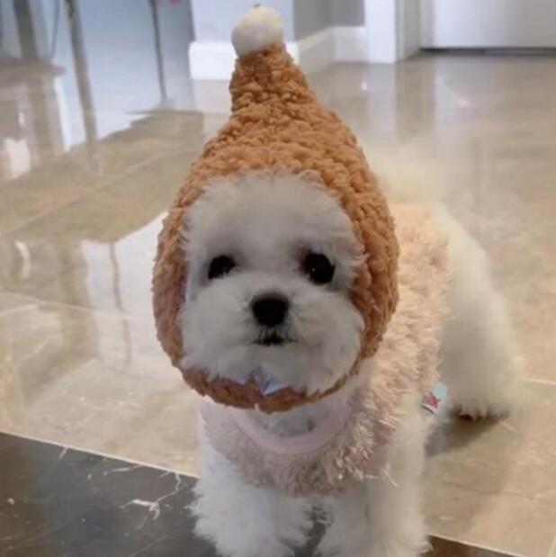 �դ�դ� �ɥå������� ����åȥ����� �夰��� ���� ���� ǭ �Ȥ��� ˹�� ����å�˹�� ������ �Ȥ󤬤�˹�� ǭ �ڥå���˹��