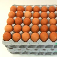 【送料無料】【楽天市場限定】華味卵（はなみらん）5Kg箱(約75個)