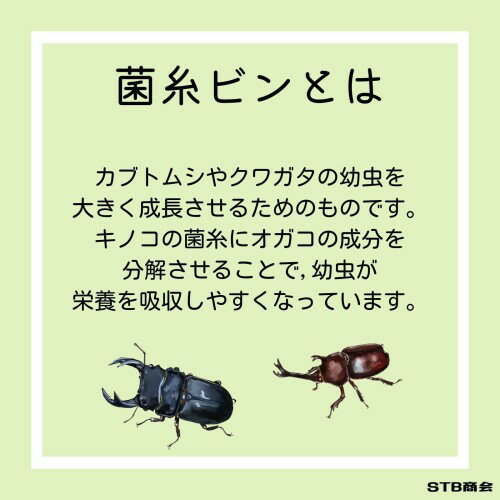 MYCELIUM �ݻ�ӥ�800cc �����ҥ饿���� �ۥ磻�� ��ȯ�� ���塞�������� ��������淿���7.5cm�ʾ�� �������Ť餤 ���ꥢ�ܥȥ� �ѻ���ǽ �̵��ե��륿�� �鿴�Ը��� ������