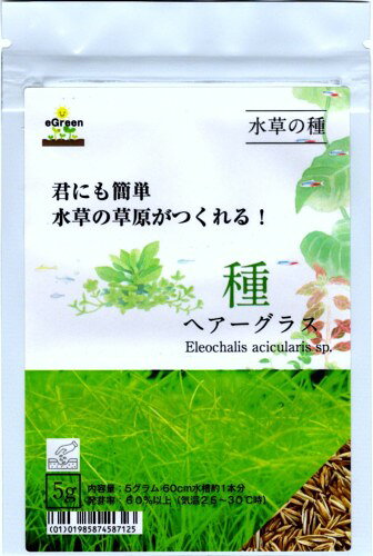 水草の種 ヘアーグラスsp. 5g 60水槽約1本分 君にも簡単水草の草原がつくれる！
