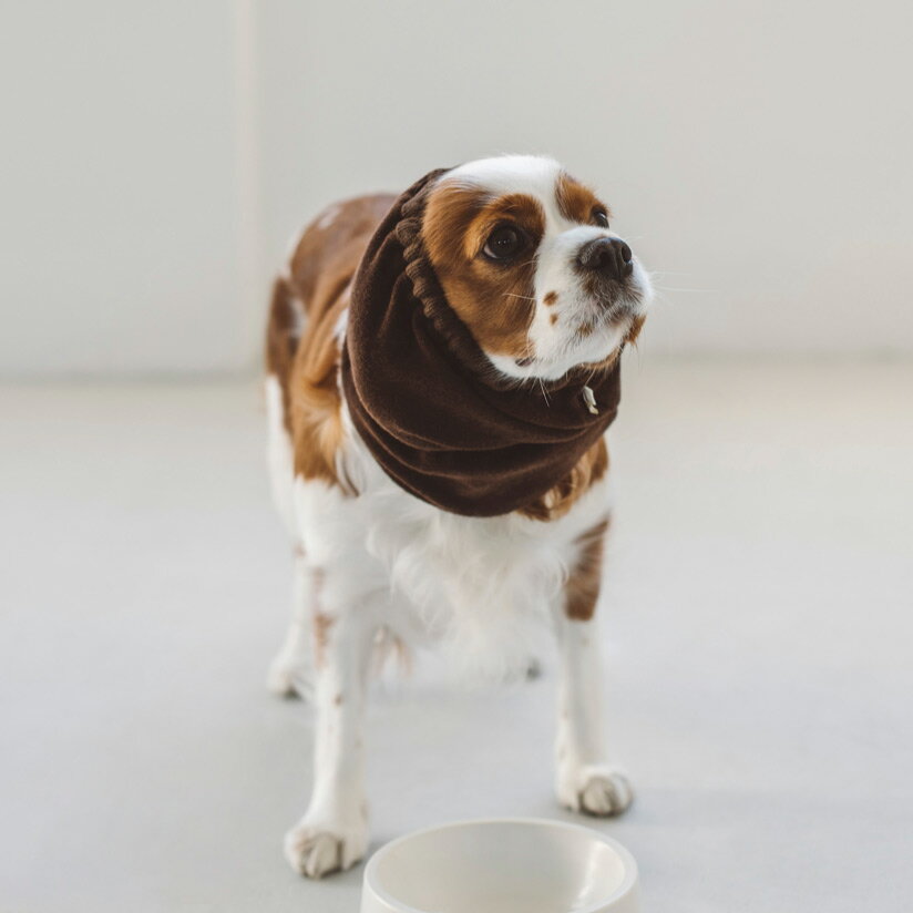 犬のクリスマスドレス 小型犬の服 ペットの 犬の 猫の 犬のチュニック 豪華なプリンセスドレス