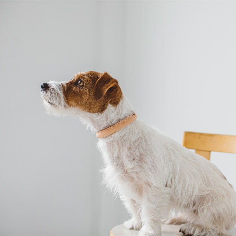 【犬 首輪 革】オリジナル ヌメ ソフト カラー M サイズ 犬　首輪 革 犬 首輪　中型犬　小型犬　革　いぬ　くびわ　犬用　ドッグ　トイ..