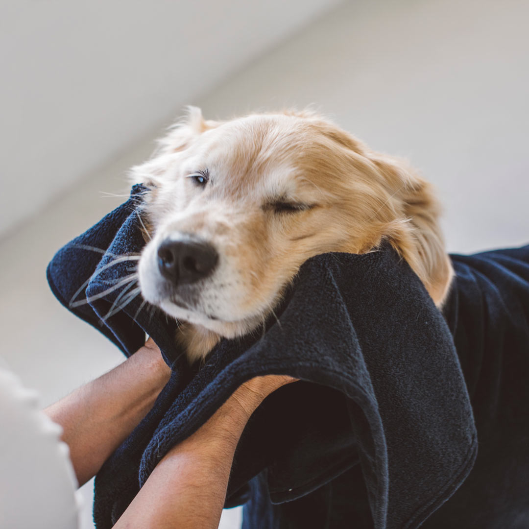 便利な吸水速乾タイプ！拭き心地の良い犬用ペットタオルのおすすめを教えて！