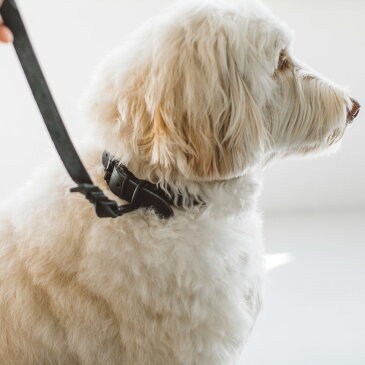 【犬 首輪】オイルレザー ブレイド カラー 3L サイズ犬　首輪　おしゃれ　革　中型犬　大型犬　パピー　かわいい　カラー　いぬ　くびわ　柴犬　ベーシック