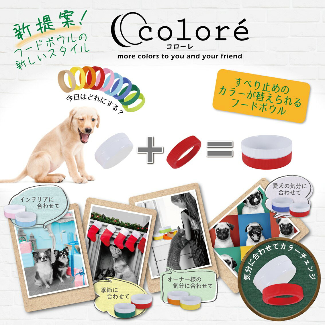 �ڥå� �� ǭ ���� �ץ�å� �ա��ɥܥ��� �������� ���ߤ� PLATZ Colore S�� �ǥ��꡼���顼��� ���Τ� FREE BIRD �ե꡼�С���