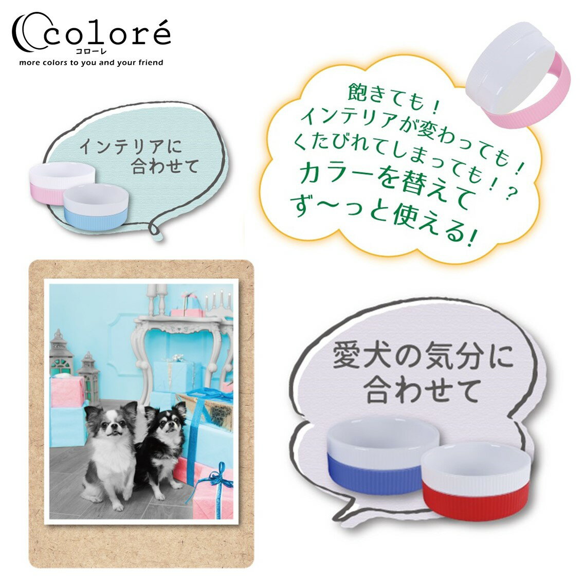 �ڥå� �� ǭ ���� ƫ�� �ץ�å� �ա��ɥܥ��� �������� ���ߤ� PLATZ Colore M ������Υ��å� FREEBIRD �ե꡼�С���