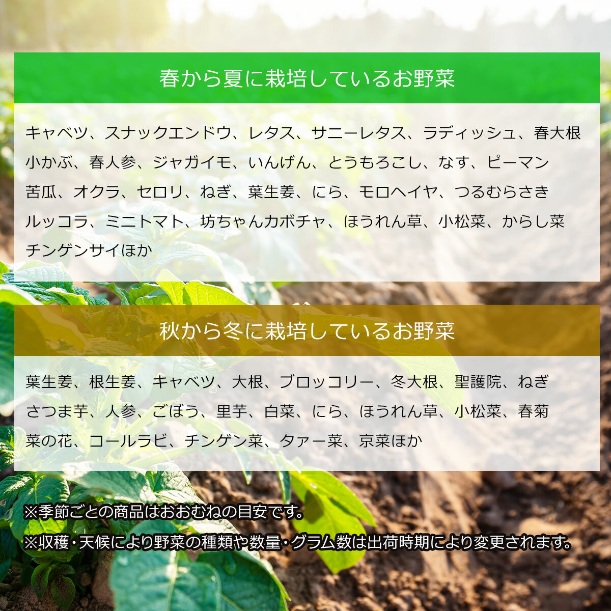 生産者限定 JAS認証有機野菜BOX Bセット【産直グルメ】