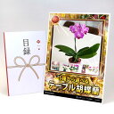 目録 パネル ビンゴ 景品 【5種から選べる テーブル胡蝶蘭】A3パネル ビンゴ景品 グルメギフト券 パネル付 忘年会 結婚式 二次会 抽選会 ゴルフ コンペ ...