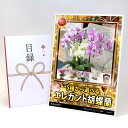目録 パネル ビンゴ 景品 【5種から選べる エレガント胡蝶蘭】A3パネル ビンゴ景品 グルメギフト券 パネル付 忘年会 結婚式 二次会 抽選会 ゴルフ コンペ 景品