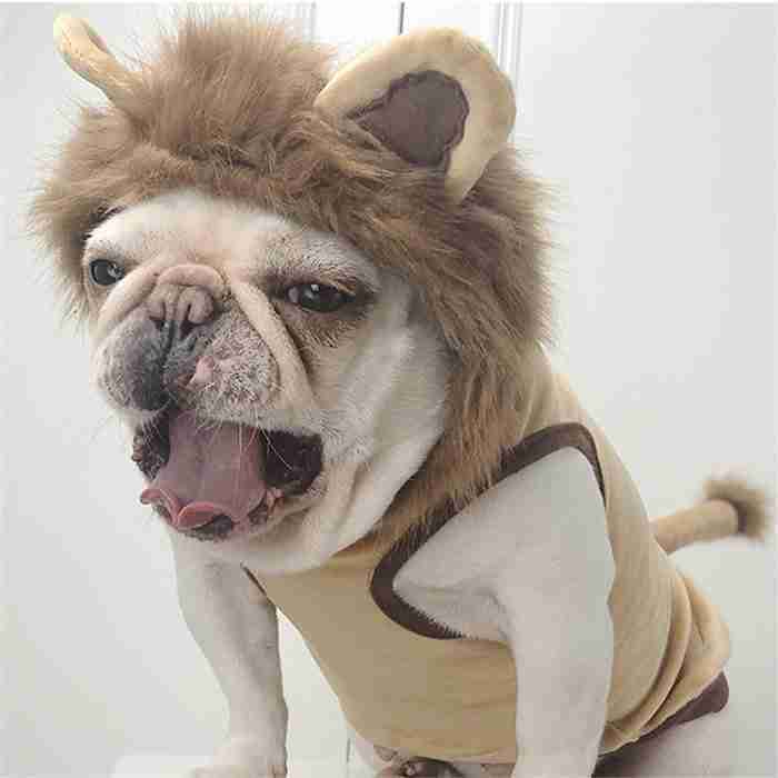 フレンチブルドッグ秋冬ライオンコスプレフレブル犬服犬服パーカー面白い耳付き暖かい帽子付き犬コスチューム小型犬中型犬犬の服かわいいおしゃれハロウィンクリスマス仮装KM169TS
